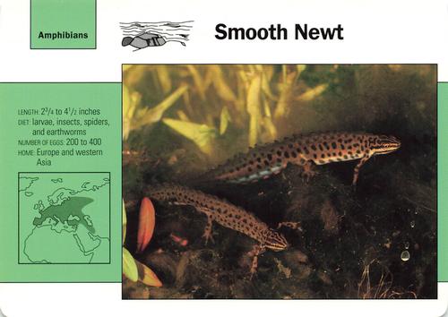 1991-95 Grolier Wildlife Adventure Cards #55.11 Smooth Newt Front