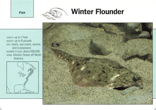 1991-95 Grolier Wildlife Adventure Cards #55.14 Winter Flounder Front
