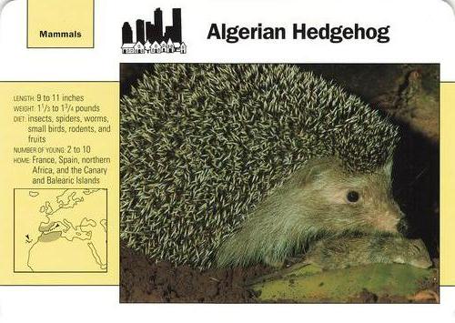 1991-95 Grolier Wildlife Adventure Cards #56.6 Algerian Hedgehog Front