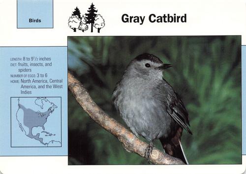 1991-95 Grolier Wildlife Adventure Cards #56.8 Gray Catbird Front
