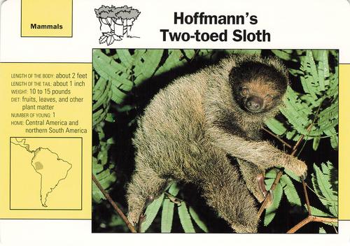 1991-95 Grolier Wildlife Adventure Cards #60.3 Hoffmann's Two-toed Sloth Front