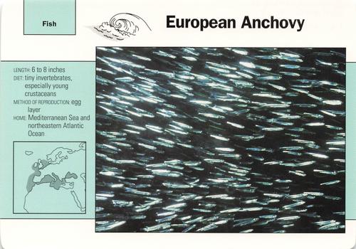 1991-95 Grolier Wildlife Adventure Cards #60.15 European Anchovy Front