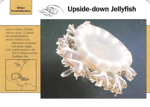1991-95 Grolier Wildlife Adventure Cards #60.17 Upside-down Jellyfish Front