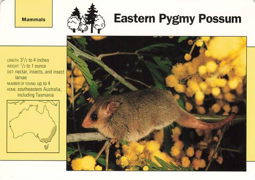 1991-95 Grolier Wildlife Adventure Cards #61.4 Eastern Pygmy Possum Front