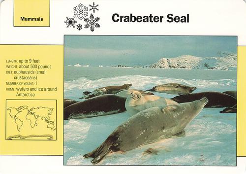 1991-95 Grolier Wildlife Adventure Cards #61.5 Crabeater Seal Front