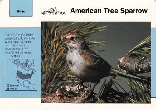 1991-95 Grolier Wildlife Adventure Cards #61.7 American Tree Sparrow Front