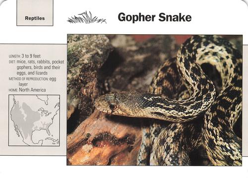 1991-95 Grolier Wildlife Adventure Cards #61.9 Gopher Snake Front