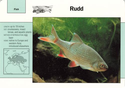 1991-95 Grolier Wildlife Adventure Cards #61.13 Rudd Front