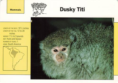 1991-95 Grolier Wildlife Adventure Cards #62.5 Dusky Titi Front
