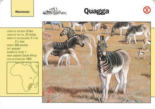 1991-95 Grolier Wildlife Adventure Cards #62.19 Quagga Front