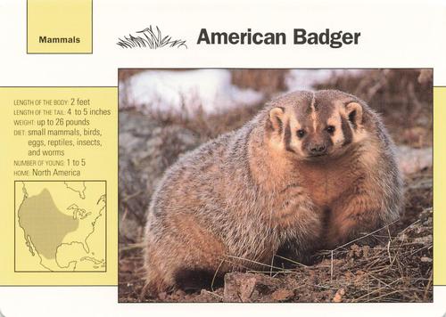 1991-95 Grolier Wildlife Adventure Cards #78.2 American Badger Front