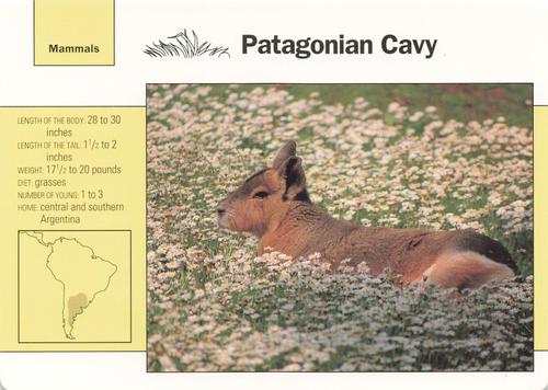 1991-95 Grolier Wildlife Adventure Cards #78.3 Patagonian Cavy Front