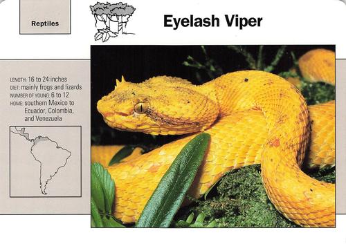 1991-95 Grolier Wildlife Adventure Cards #78.10 Eyelash Viper Front
