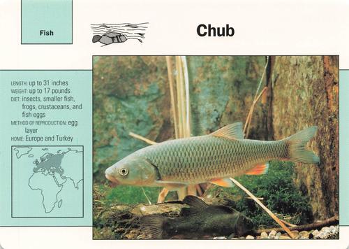 1991-95 Grolier Wildlife Adventure Cards #79.13 Chub Front