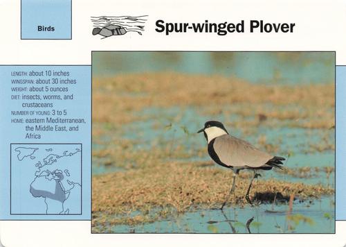 1991-95 Grolier Wildlife Adventure Cards #81.5 Spur-winged Plover Front