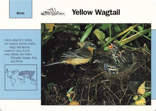 1991-95 Grolier Wildlife Adventure Cards #81.6 Yellow Wagtail Front