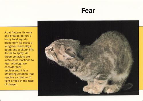 1991-95 Grolier Wildlife Adventure Cards #81.20 Fear Front