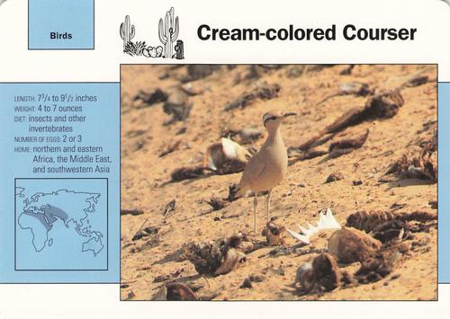 1991-95 Grolier Wildlife Adventure Cards #82.6 Cream-colored Courser Front