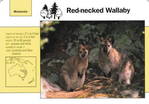 1991-95 Grolier Wildlife Adventure Cards #83.4 Red-necked Wallaby Front