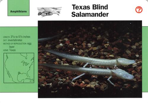 1991-95 Grolier Wildlife Adventure Cards #83.12 Texas Blind Salamander Front