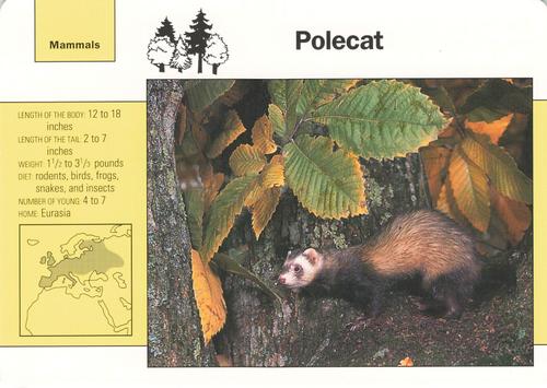 1991-95 Grolier Wildlife Adventure Cards #84.3 Polecat Front