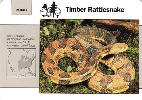 1991-95 Grolier Wildlife Adventure Cards #84.10 Timber Rattlesnake Front
