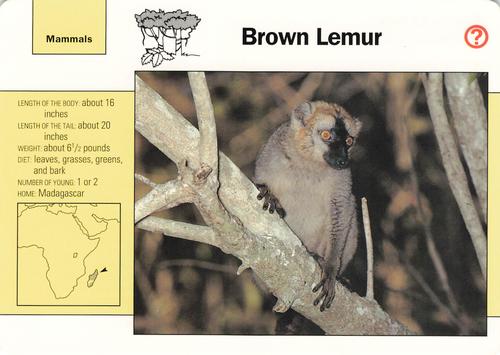 1991-95 Grolier Wildlife Adventure Cards #87.3 Brown Lemur Front