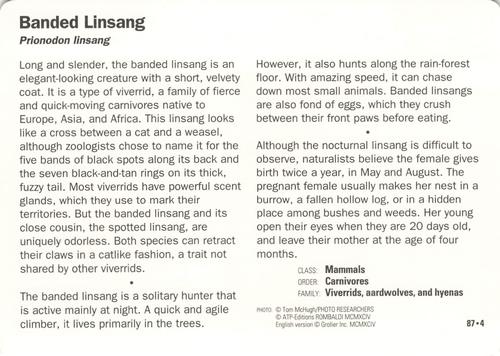 1991-95 Grolier Wildlife Adventure Cards #87.4 Banded Linsang Back