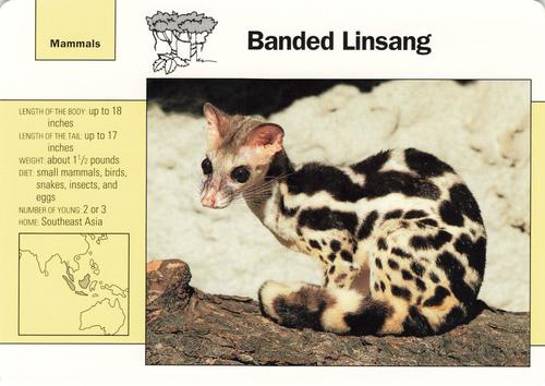 1991-95 Grolier Wildlife Adventure Cards #87.4 Banded Linsang Front