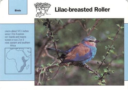 1991-95 Grolier Wildlife Adventure Cards #87.5 Lilac-breasted Roller Front