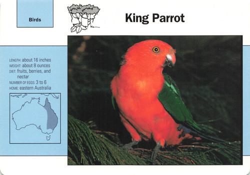 1991-95 Grolier Wildlife Adventure Cards #87.7 King Parrot Front
