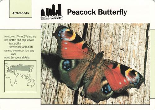 1991-95 Grolier Wildlife Adventure Cards #87.15 Peacock Butterfly Front