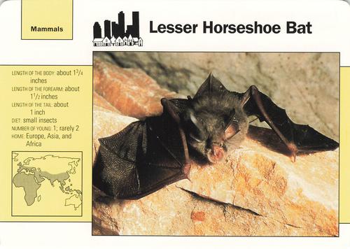 1991-95 Grolier Wildlife Adventure Cards #88.2 Lesser Horseshoe Bat Front