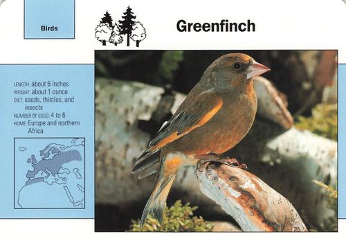1991-95 Grolier Wildlife Adventure Cards #88.6 Greenfinch Front
