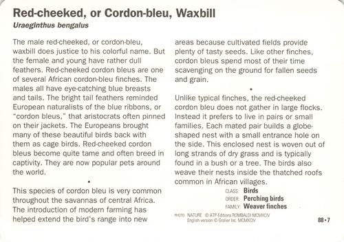 1991-95 Grolier Wildlife Adventure Cards #88.7 Red-cheeked, or Cordon-bleu, Waxbill Back