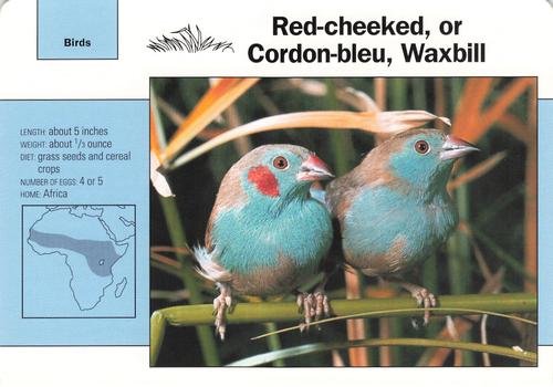 1991-95 Grolier Wildlife Adventure Cards #88.7 Red-cheeked, or Cordon-bleu, Waxbill Front