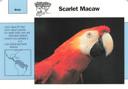 1991-95 Grolier Wildlife Adventure Cards #88.8 Scarlet Macaw Front
