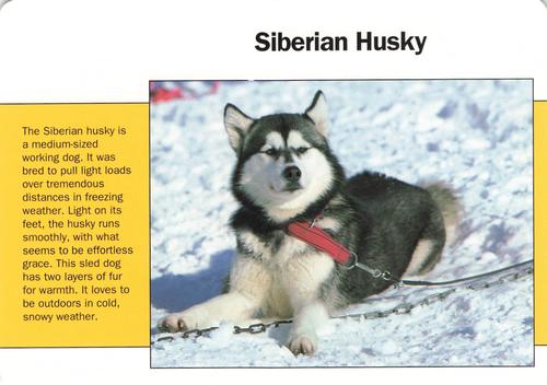 1991-95 Grolier Wildlife Adventure Cards #88.20 Siberian Husky Front