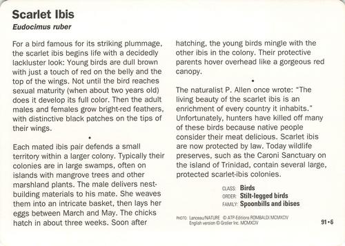 1991-95 Grolier Wildlife Adventure Cards #91.6 Scarlet Ibis Back