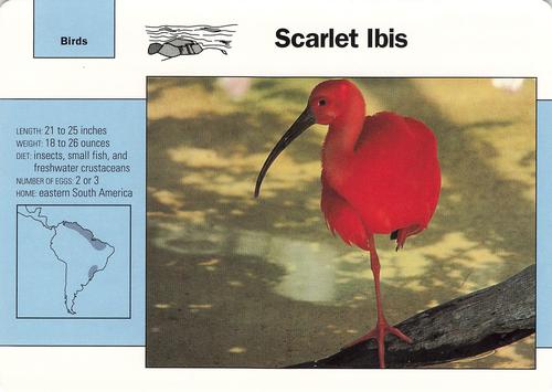 1991-95 Grolier Wildlife Adventure Cards #91.6 Scarlet Ibis Front