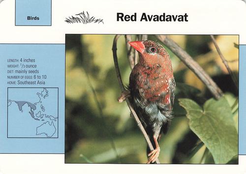 1991-95 Grolier Wildlife Adventure Cards #92.7 Red Avadavat Front