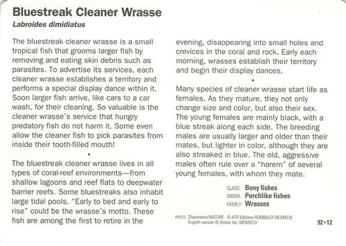 1991-95 Grolier Wildlife Adventure Cards #92.12 Bluestreak Cleaner Wrasse Back