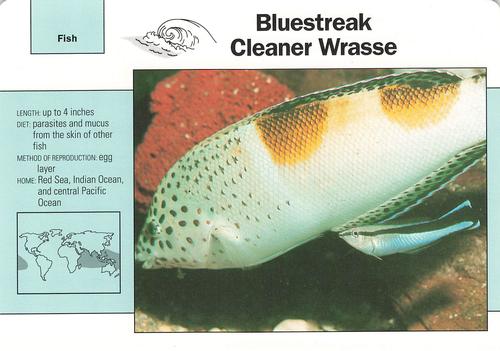 1991-95 Grolier Wildlife Adventure Cards #92.12 Bluestreak Cleaner Wrasse Front