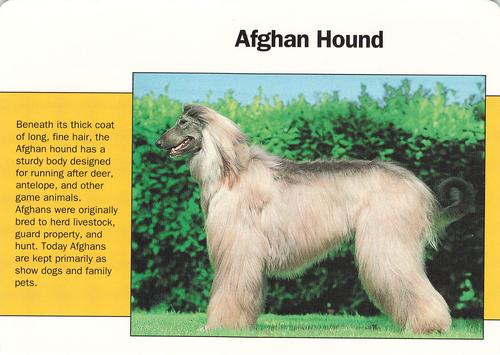 1991-95 Grolier Wildlife Adventure Cards #92.20 Afghan Hound Front