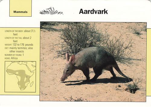 1991-95 Grolier Wildlife Adventure Cards #93.1 Aardvark Front