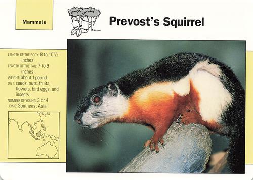 1991-95 Grolier Wildlife Adventure Cards #93.4 Prevost's Squirrel Front