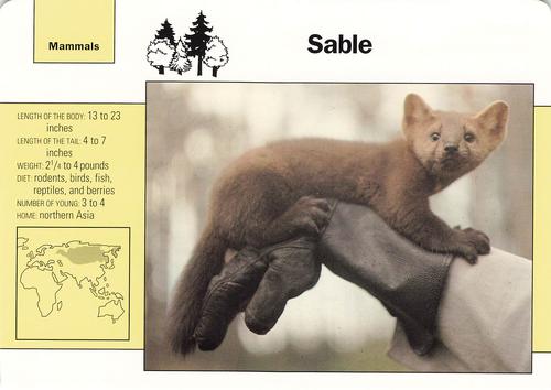1991-95 Grolier Wildlife Adventure Cards #94.4 Sable Front