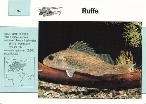 1991-95 Grolier Wildlife Adventure Cards #94.12 Ruffe Front