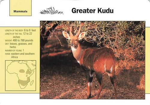 1991-95 Grolier Wildlife Adventure Cards #99.3 Greater Kudu Front