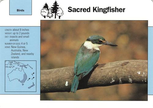 1991-95 Grolier Wildlife Adventure Cards #100.8 Sacred Kingfisher Front